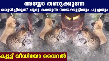 മഞ്ഞുകാലത്ത് ചൂടുകായാന്‍ ഒന്നിച്ച നായക്കുട്ടിയും പൂച്ചക്കുട്ടിയും | Oneindia Malayalam