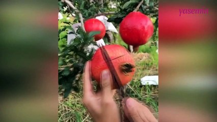 Dalından nar kesmek ve yemek çok kolay!