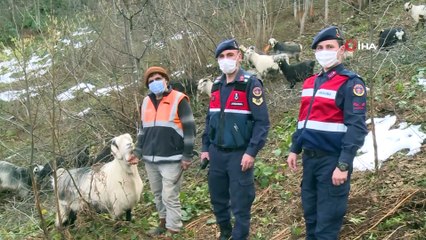 - Rize'de 3 gündür kayıp olan 30 keçiden 23'ü jandarmanın drone destekli aramaları sonucu bulundu