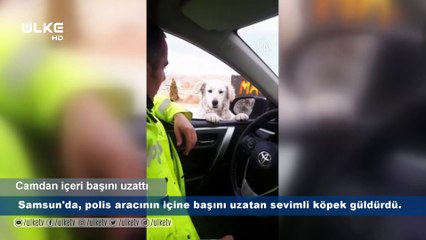 Polis aracının içine başını uzattı!