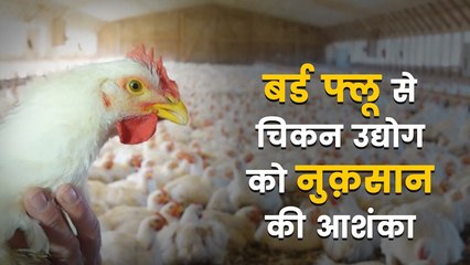 बर्ड फ्लू की ख़बर से चिकन व्यवसाय को चढ़ा बुख़ार, करोड़ों के घाटे की आशंका!