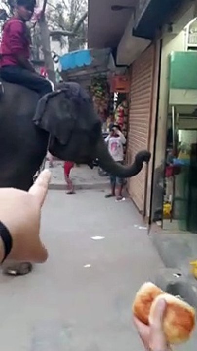 Generous Woman Hand Feeds Hungry Elephant