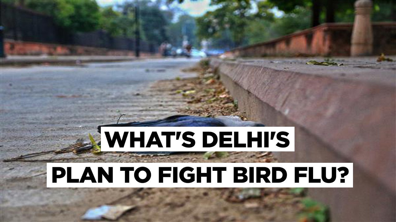 Bird Flu  Crows Found Dead In Delhi, Kanpur Zoo To Kill All Birds As 7 States Confirm Cases