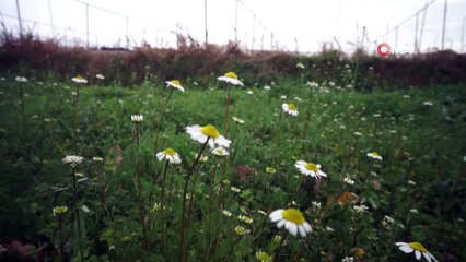Manisa'da papatyalar açtı çiftçiler tedirgin oldu
