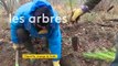 Ils replantent des arbres en forêt de Chantilly pour lutter contre le réchauffement climatique