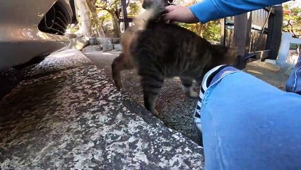 I took a video of a stray cat living in Japan.81