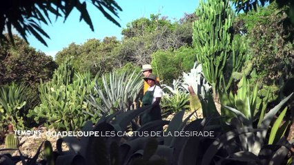 Guadeloupe : Les cactus de la Désirade
