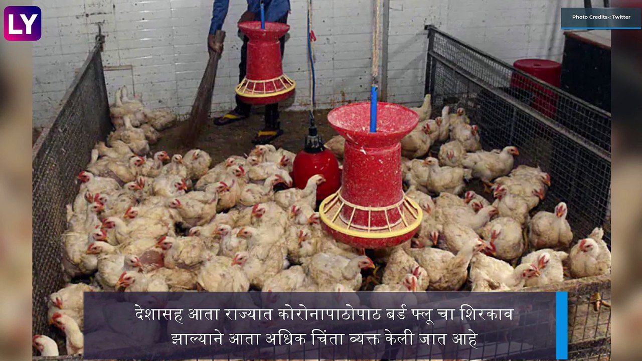 Bird Flu In Maharashtra: Parbhani मध्ये बर्ड फ्लूमुळे 400 कोंबड्यांच्या मृत्यूनंतर; 10 किमी अंतरावरील खरेदी विक्रीवर बंदी