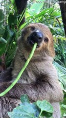 Sleepy Sloth Can't Hold Onto Snack