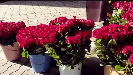 Pandemiden dolayı görüşemediği Almanya'daki sevgilisinden 1001 gülden oluşan kalp geldi