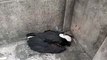 शहर में पक्षी मृत अवस्था में दिखाई दिया, बर्ड फ्लू से मौत की आशंका