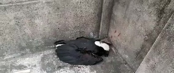 शहर में पक्षी मृत अवस्था में दिखाई दिया, बर्ड फ्लू से मौत की आशंका