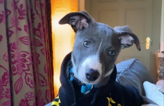 Liam Payne gets Maya Henry a puppy