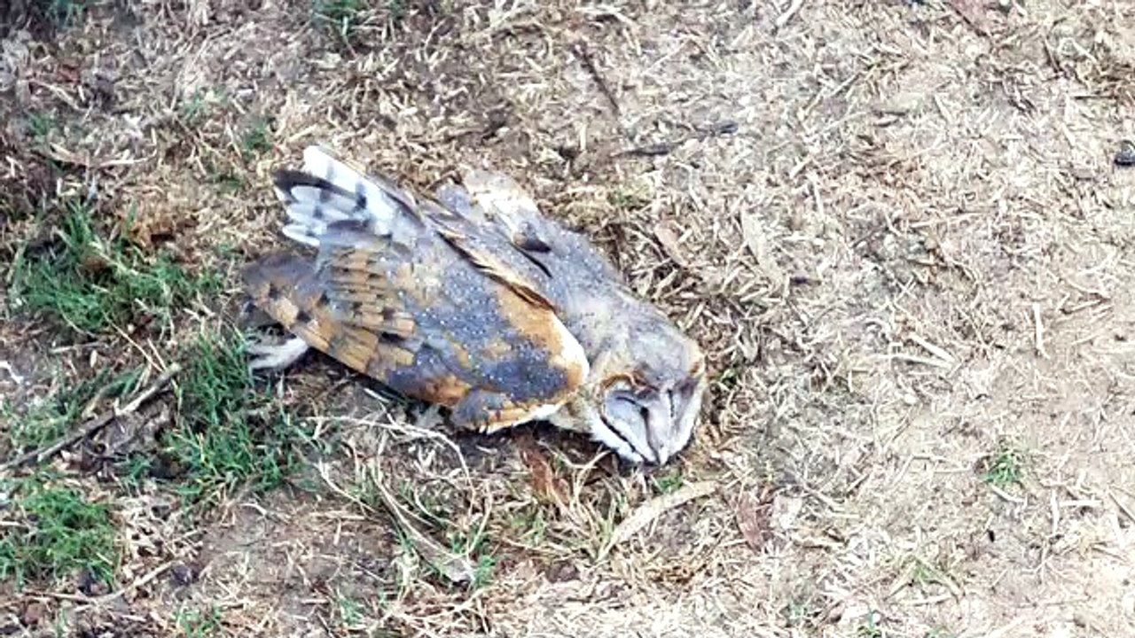 प्रदेश में 15 जिलों में फैला बर्ड फ्लू, अब 3321...