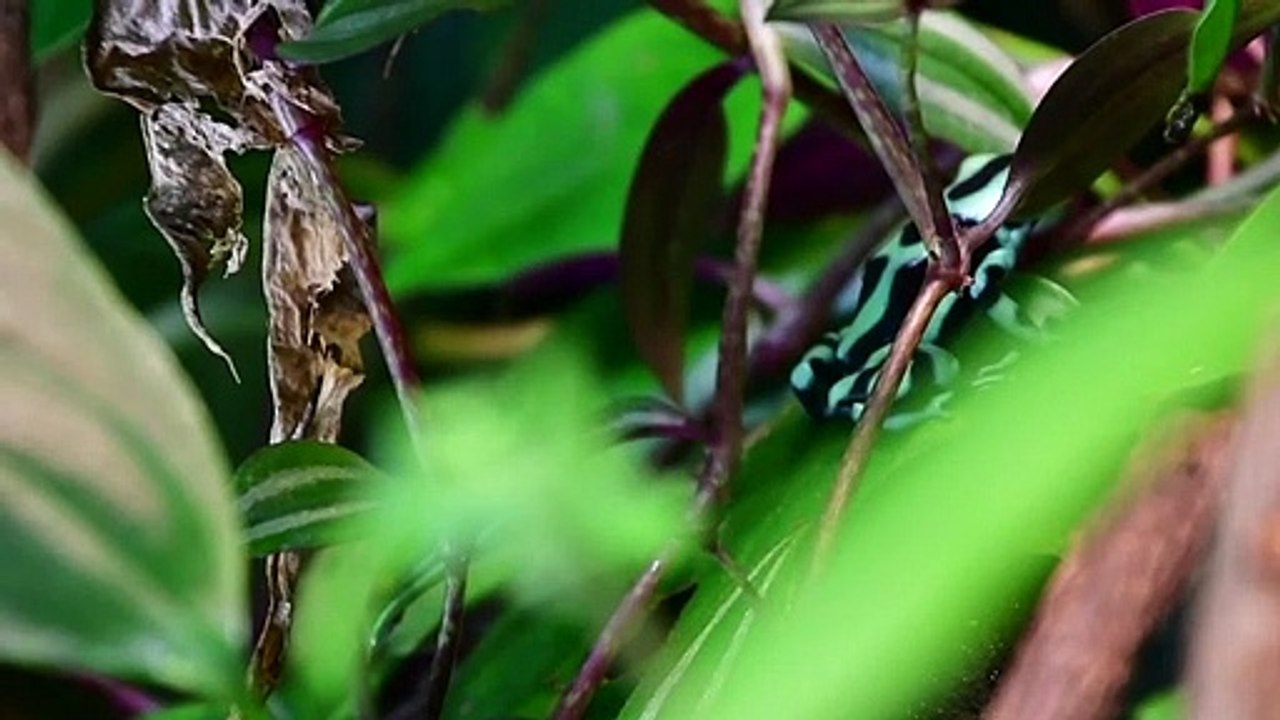 Macron: Ziele für Artenschutz bislang gescheitert