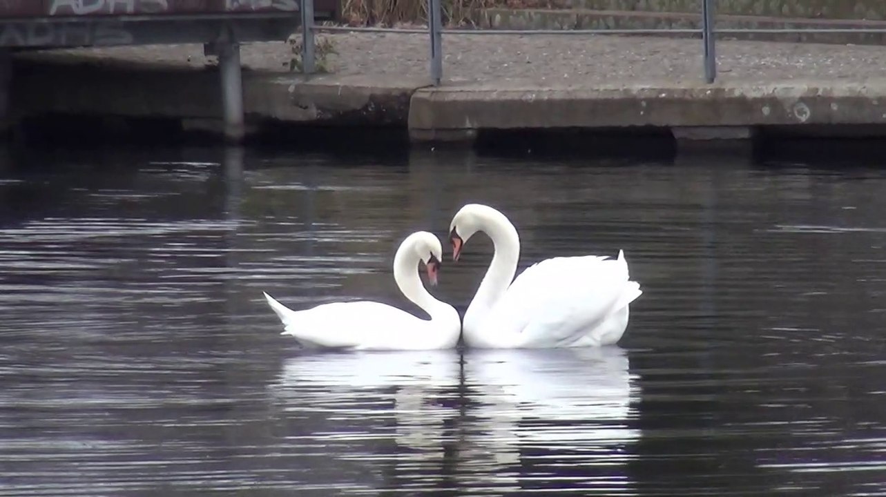 Natur pur: 'Liebestanz der Schwäne'