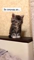 Adorable Adopted Kitten Tries Not to Sleep