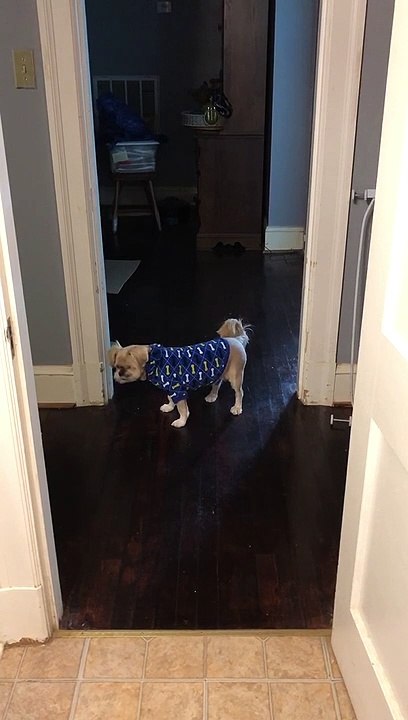Speedy Cat Dizzies Dog