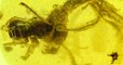 Ce fossile préhistorique a figé dans l'ambre l'assaut d'une « fourmi de l'enfer », s'attaquant à une proie