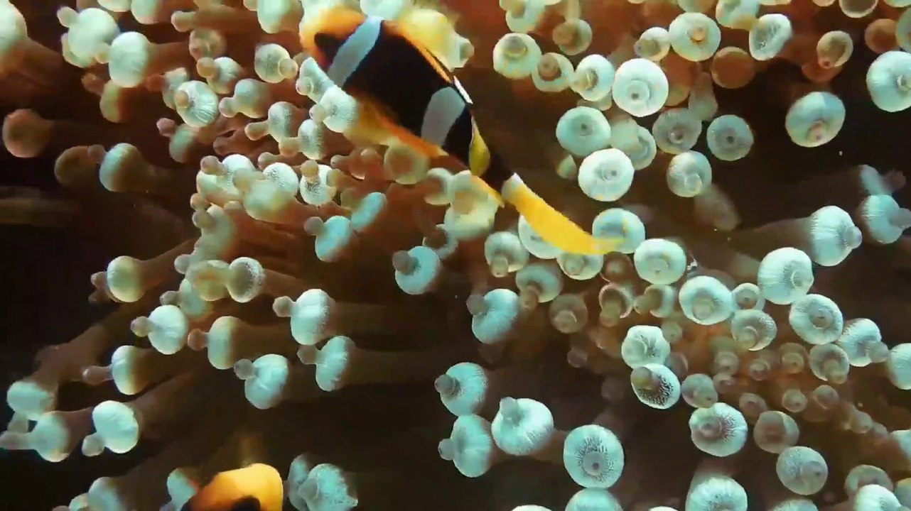 Stunning 4K Underwater footage + Music  Nature Relaxation Ocean Fish, & Stunning Aquarium Relax Music.