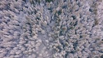 Soaring above a snowy, frozen forest