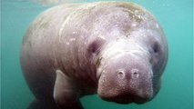 Manatee Found With 'TRUMP' Literally Carved Into Its Back