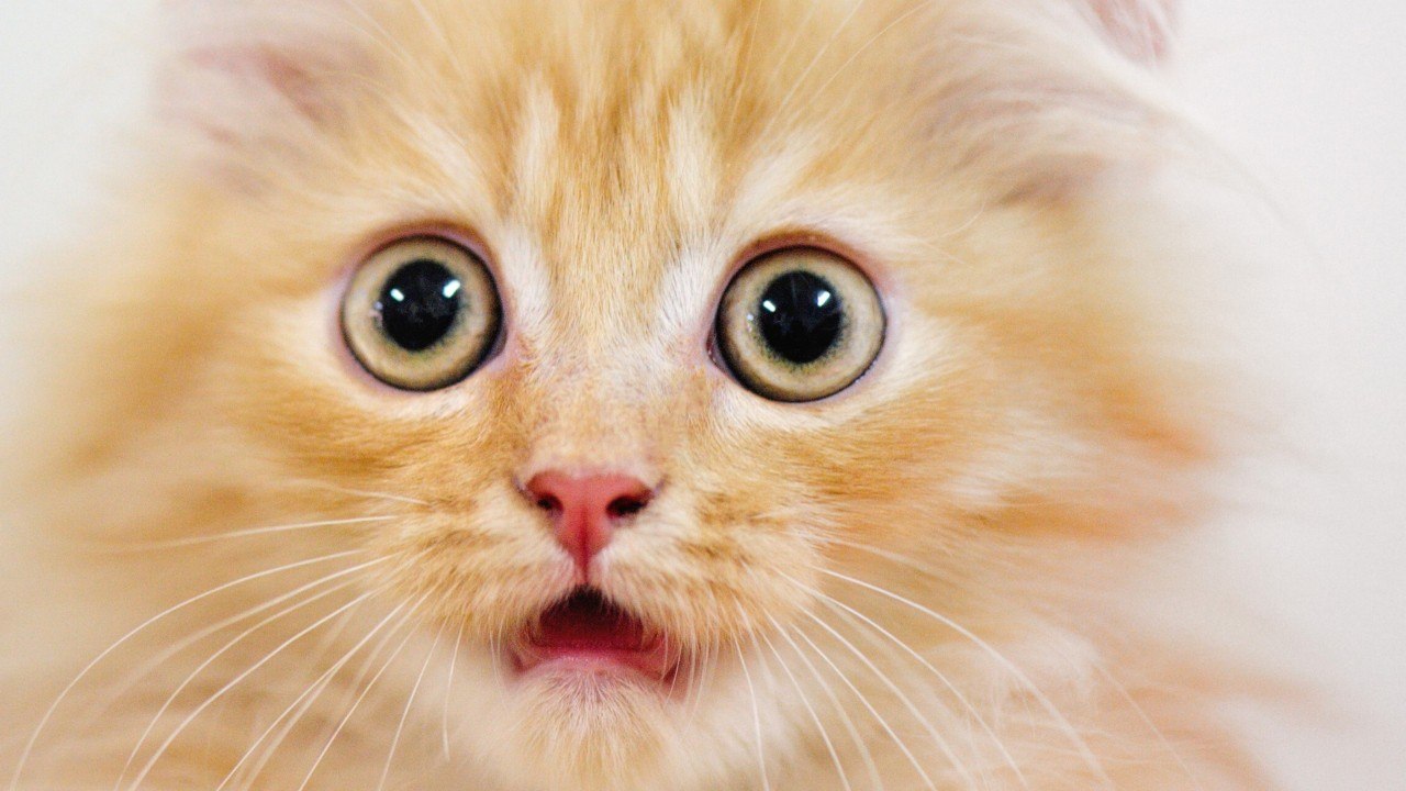 Cat Parasite Linked To Common Human Brain Cancer video Dailymotion