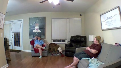 A Day in the Life of Fostering Dogs