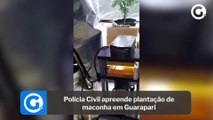 Polícia Civil apreende plantação de maconha em Guarapari