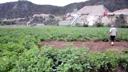 Böyle hırsızlık görülmedi, tarladan söküp çaldılar