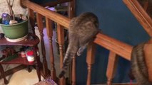 Cat Attempts to Catch Their Tail While Sitting on Rail