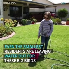 Animals are moving into regional towns