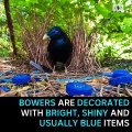 Bowerbirds are suffering from unsafe plastic disposal
