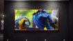 Exposition picturale des perroquets / Pictorial exhibition of parrots
