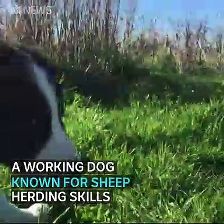 Dog dedicates life to conservation science