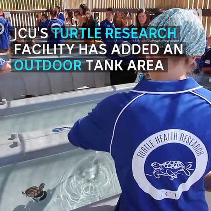 Endangered green turtles new focus of research centre