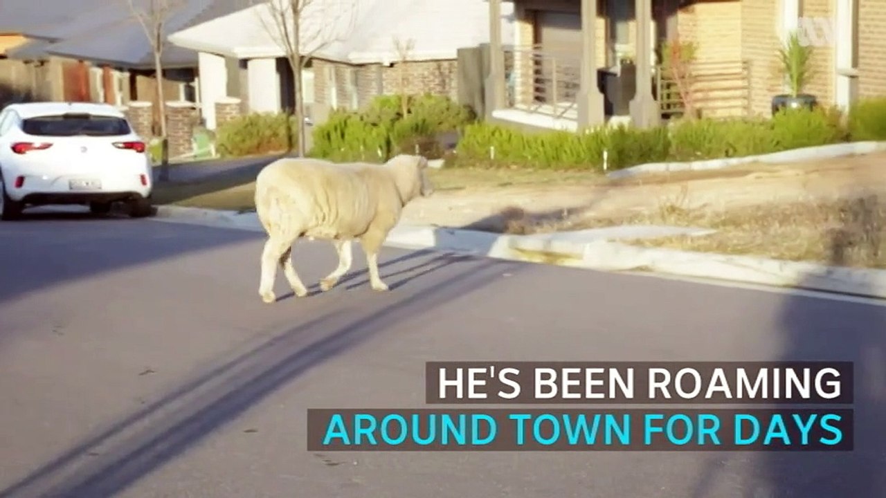 Rogue ram on the run