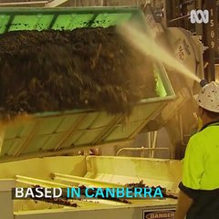 Could insects munch their way through the world's waste?