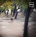 Fearless Stray Dog Fights With A Lioness In Gujarat