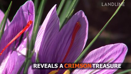 Saffron farmers struggle with big business