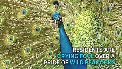 Wild peacocks divide Canberra community