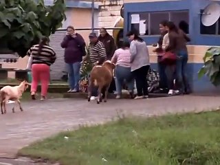Funny and Dangerous Male Goat after People - Very Funny Video