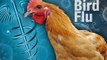 बर्ड फ्लू के खतरे के बीच गुजरात में 100 मुर्गियां, 10-10 कबूतर-टिटहरी और मोर मृत मिले