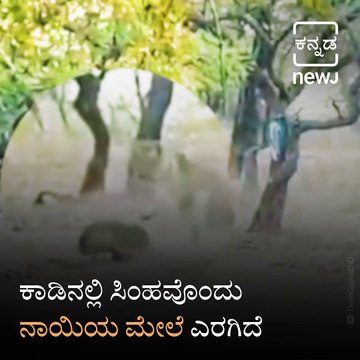 Fearless Stray Dog Fights With A Lioness In Gujarat