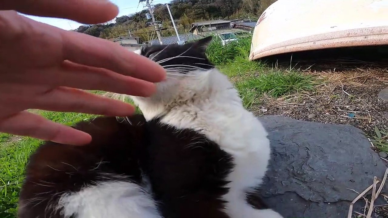 I took a video of a stray cat living in Japan.85