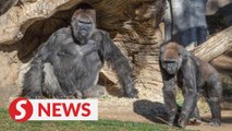 Gorillas at U.S. San Diego zoo test positive for Covid-19