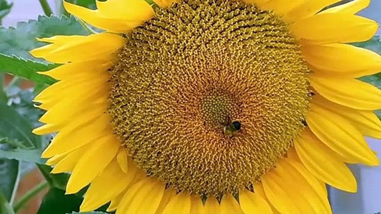 Quran sy pehly asmani kitabo mai akhri umat  | قرآن پاک سے پہلے آسمانی کتابوں میں آخری امت کاتذکرہ