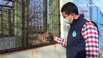 Sahiplerinin cezasını onlar çekiyor! 'Pitbull'lar ölene kadar kafeste tutuluyor