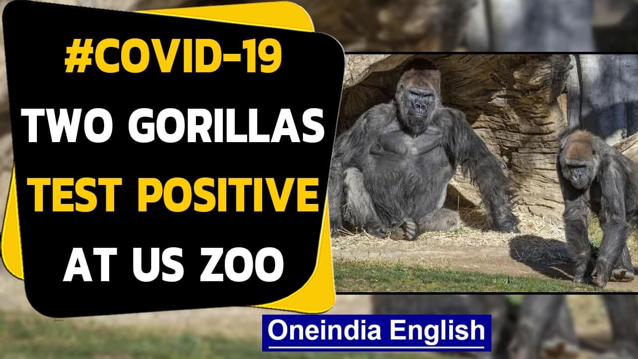 Covid-19: In a first, Gorillas test positive at a zoo in California|Oneindia News