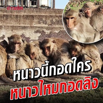 ลิงลพบุรีนั่งหนาว กอดกันตัวสั่น